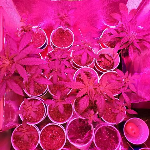 Unknown strain growlog photo: The whole family