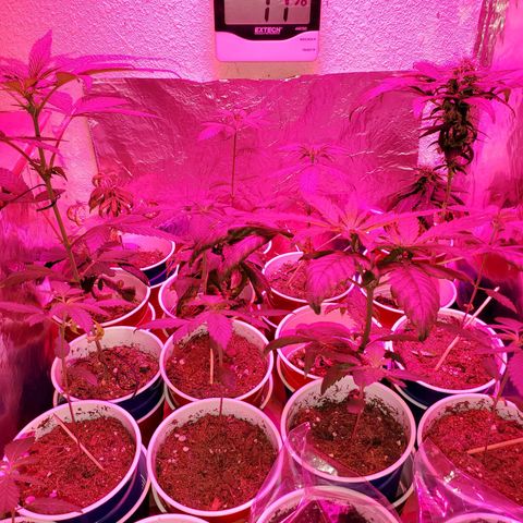 Unknown strain growlog photo: The whole family
