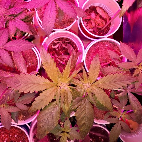 Unknown strain growlog photo: The whole family