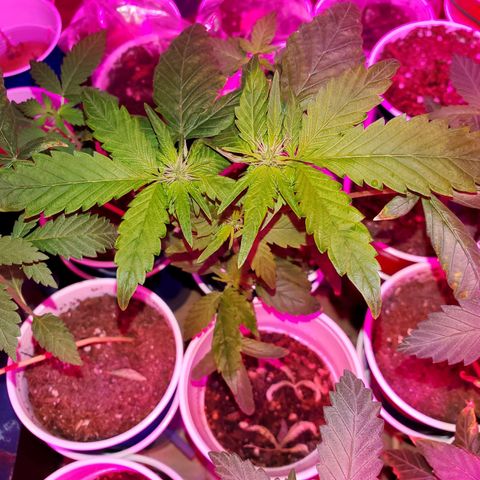 Unknown strain growlog photo: The whole family