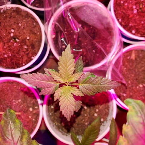 Unknown strain growlog timeline photo