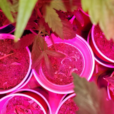 Unknown strain growlog timeline photo
