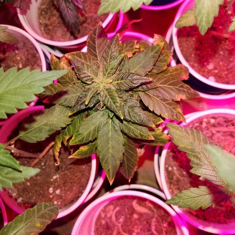 Unknown strain growlog timeline photo