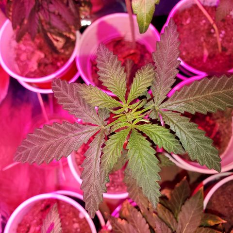 Unknown strain growlog timeline photo