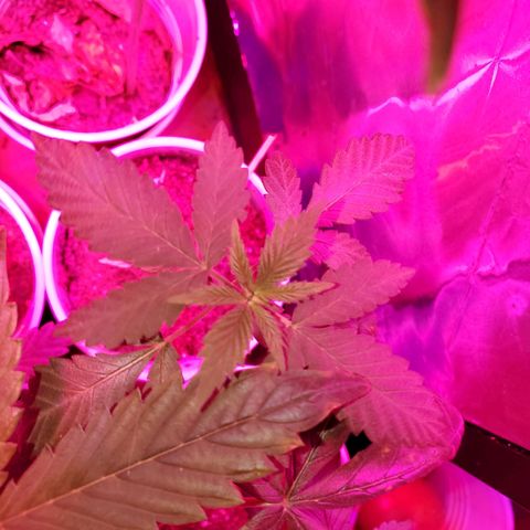 Unknown strain growlog timeline photo