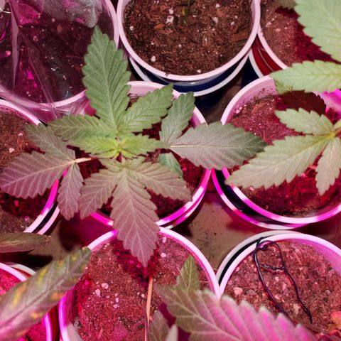 Unknown strain growlog timeline photo