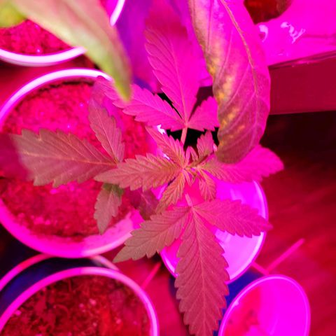 Unknown strain growlog timeline photo