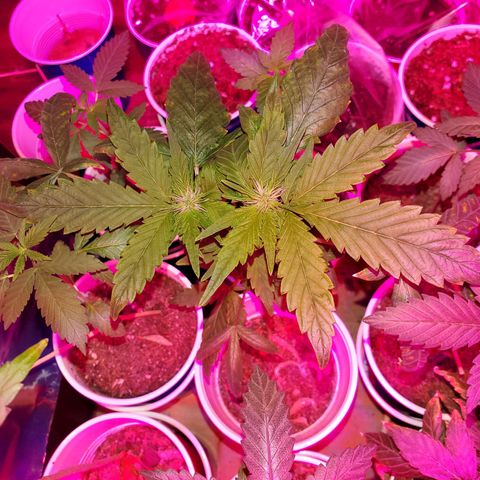 Unknown strain growlog timeline photo