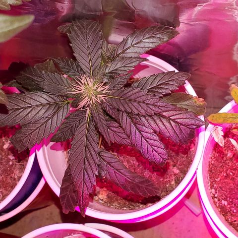 Unknown strain growlog timeline photo