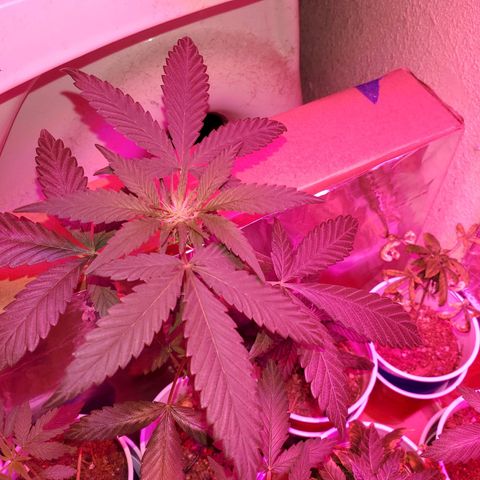 Unknown strain growlog timeline photo