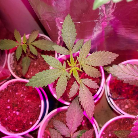 Unknown strain growlog timeline photo