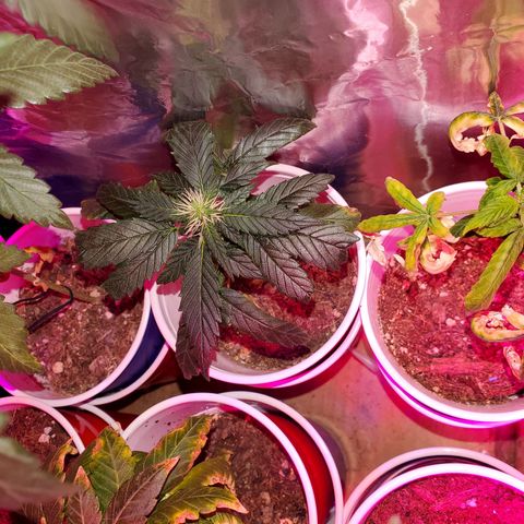 Unknown strain growlog timeline photo
