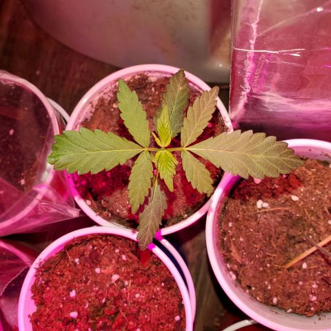 Unknown strain growlog timeline photo