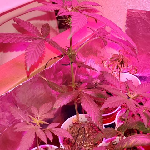 Unknown strain growlog timeline photo