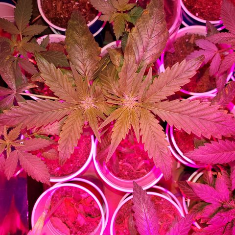 Unknown strain growlog timeline photo
