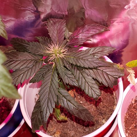 Unknown strain growlog timeline photo