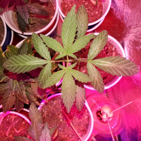 Unknown strain growlog timeline photo