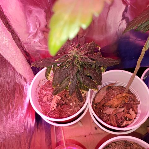 Unknown strain growlog timeline photo