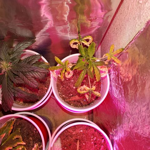 Unknown strain growlog timeline photo