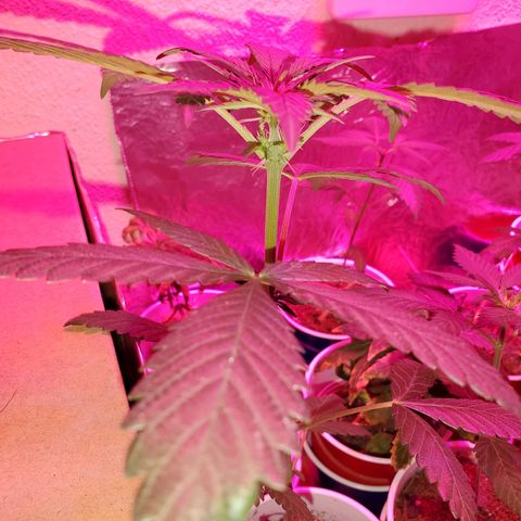 Unknown strain growlog timeline photo