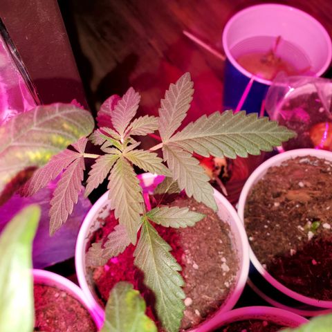 Unknown strain growlog timeline photo