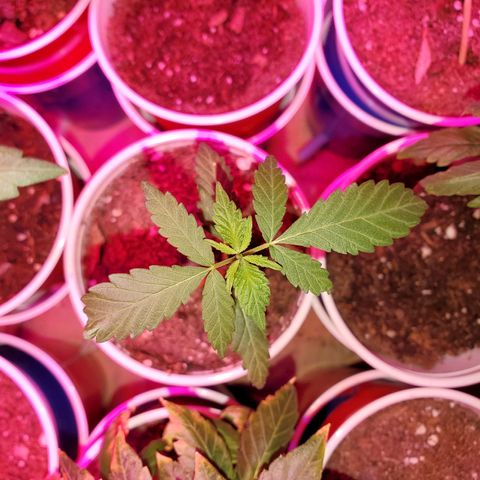 Unknown strain growlog timeline photo
