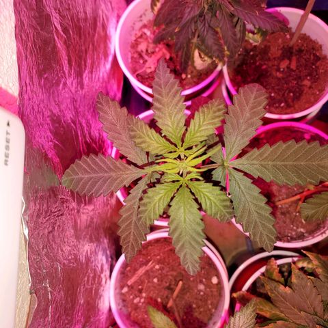 Unknown strain growlog timeline photo