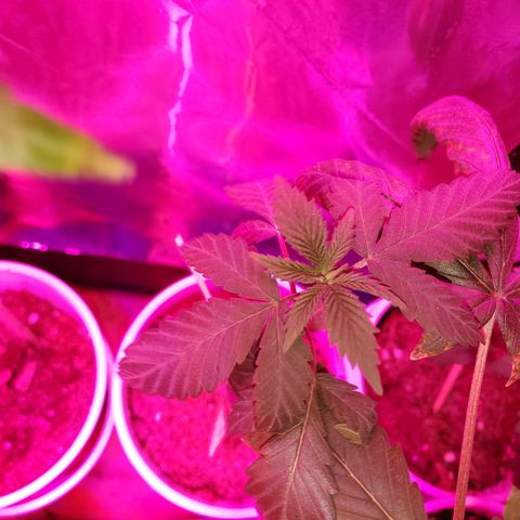 Unknown strain growlog timeline photo