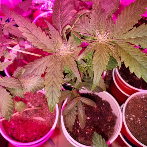 Unknown strain growlog timeline photo