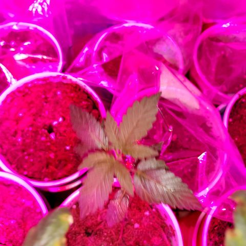Unknown strain growlog timeline photo