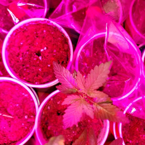 Unknown strain growlog timeline photo