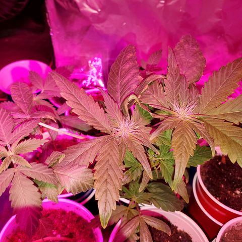 Unknown strain growlog timeline photo