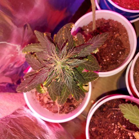 Unknown strain growlog timeline photo