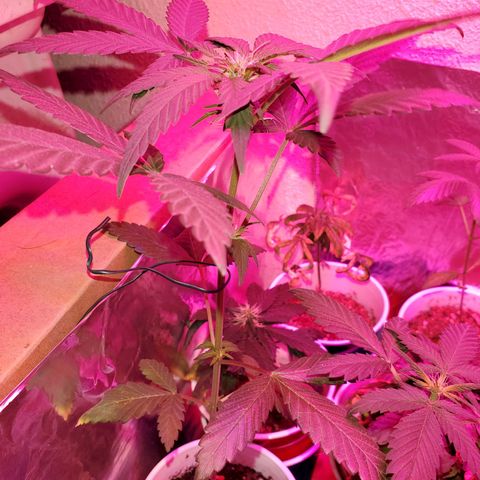 Unknown strain growlog timeline photo