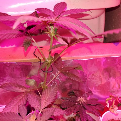 Unknown strain growlog timeline photo