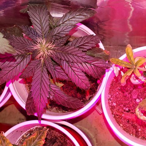 Unknown strain growlog timeline photo