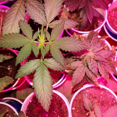 Unknown strain growlog timeline photo