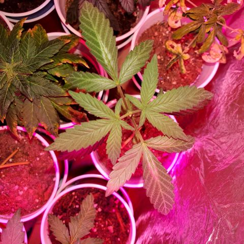 Unknown strain growlog timeline photo