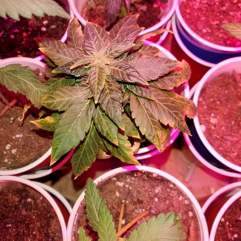 Unknown strain growlog timeline photo