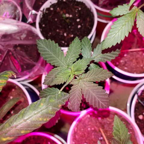 Unknown strain growlog timeline photo