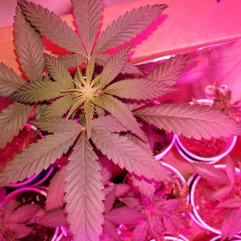 Unknown strain growlog timeline photo
