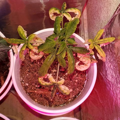 Unknown strain growlog timeline photo