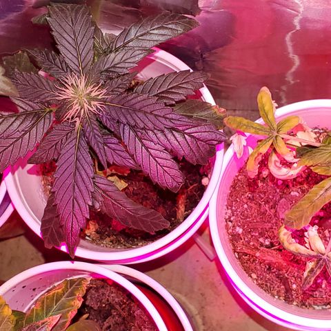 Unknown strain growlog timeline photo