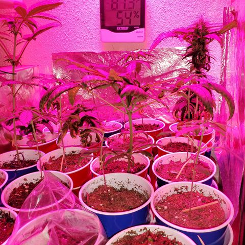 Unknown strain growlog timeline photo
