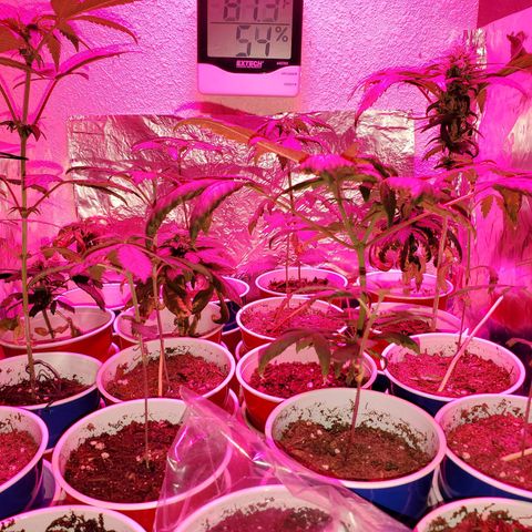 Unknown strain growlog timeline photo