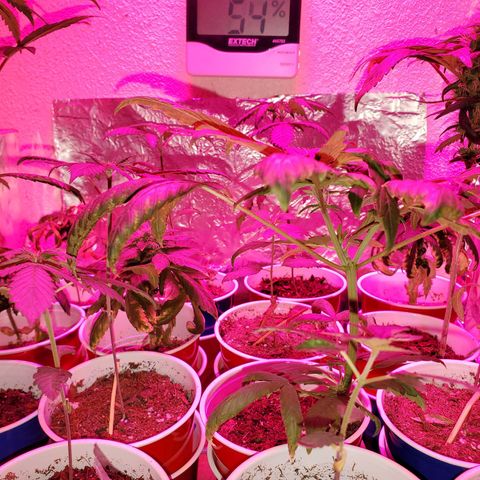 Unknown strain growlog timeline photo