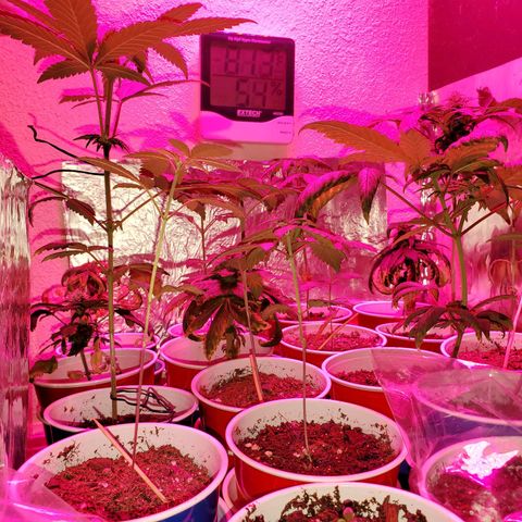 Unknown strain growlog timeline photo