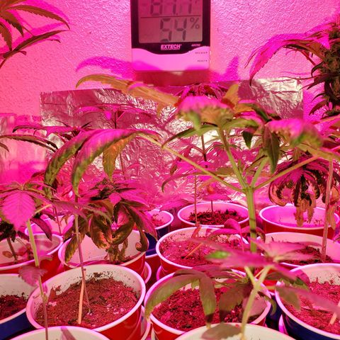Unknown strain growlog timeline photo