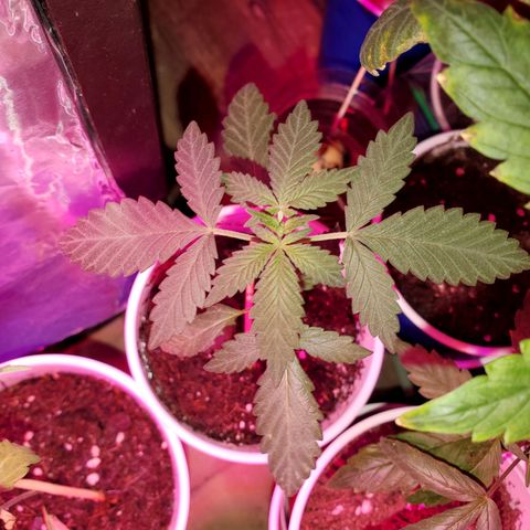 Unknown strain growlog timeline photo