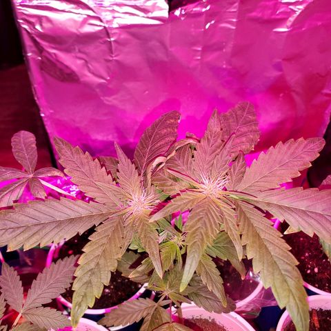 Unknown strain growlog timeline photo